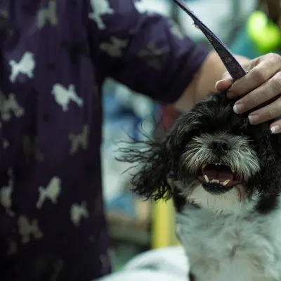 Dog Grooming at My Pets Rural Dog Grooming at My Pets Rural