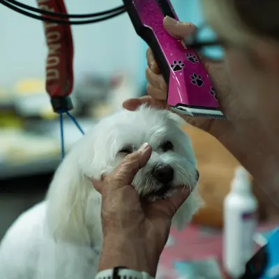 Dog getting clipped My Pets Rural Dog getting clipped My Pets Rural